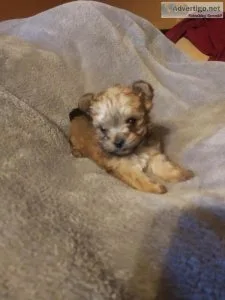 Tea cup Male Morkie