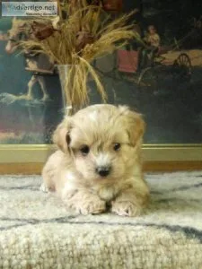 Ashley Maltpoo