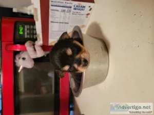 Porkie Puppies