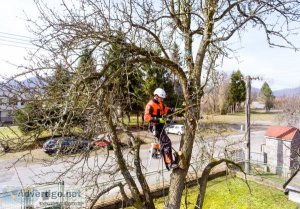 Commercial tree surgeons