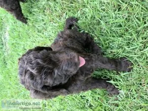 Golden Doodle F1b Puppies
