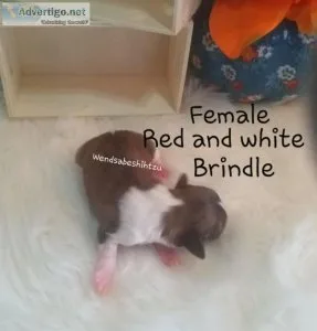Shih-tzu s puppies