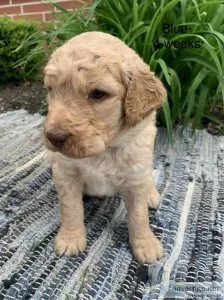 Goldendoodle Puppies