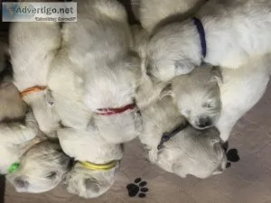 English Cream Golden Retrivers