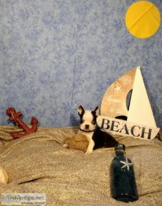 Tiny Boston Terrier (Oreo)