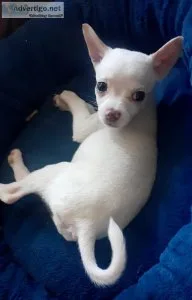 Chihuahua puppy
