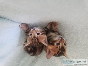 Tri colored Champion  line Bengals