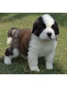 SAINT BERNARD...7300930479