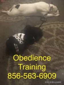 From obedience to control timid dogs