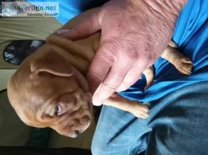 8 ADORABLE PUPPIES...Pit mix