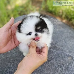 Affordable Pomeranian Puppies For Sale