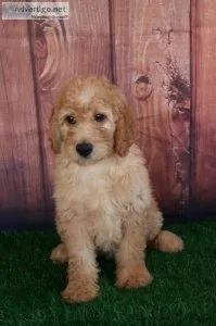 f1b mini Goldendoodle Walker
