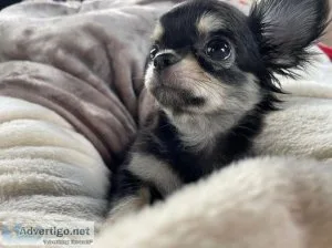 Chihuahua puppies available in Houston