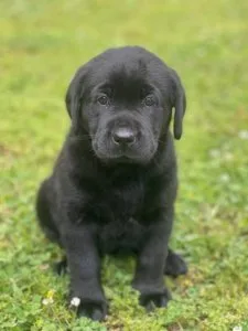 Lab