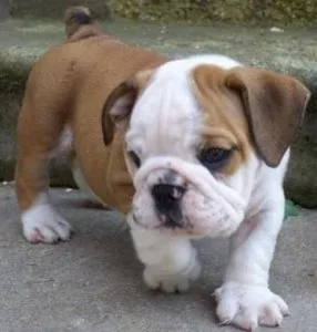 Well Trained English Bulldog Puppies