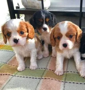 Cute cavalier king Charles puppies available