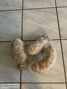 Poodle Puppies