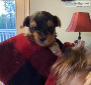 4 registered Yorkshire puppies beautiful and healthy