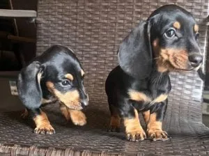 tidy Miniature Dachshund