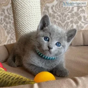 %100Allergy Free Russian Blues3Kittens