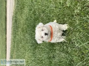Bichon Frise puppies for sale