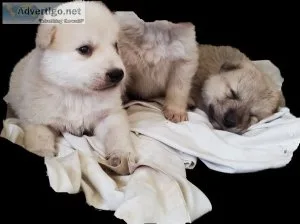 Wolfdogs