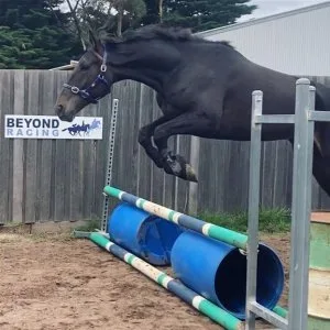 Everything you ever wanted In A friesian