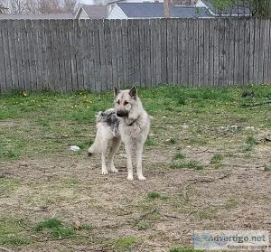 Year old wolfdog