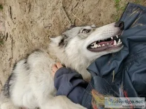 Year old wolfdogs
