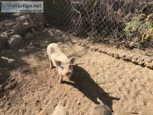 Potbelly pig