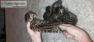 Bengal kittens
