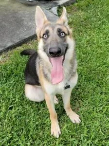 German Shepherd