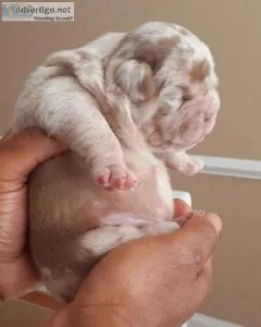 Exotic Bully Pups - BITCOIN BIG TWIX TAZMANIA DEVIL DIRT DEVIL