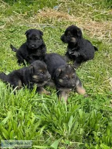 German Shepherd Puppies