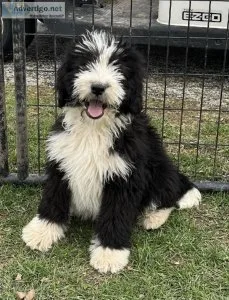 Bernedoodles large