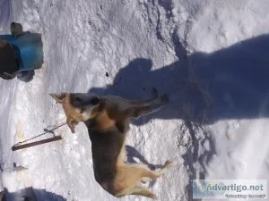 Alaskan Husky adults