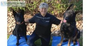 Sit means sit cibolo dog training