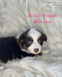 Tri Male Miniature Australian Shepherd Puppy.