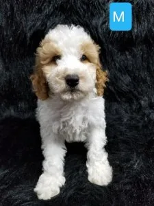 GoldenDoodle Mini