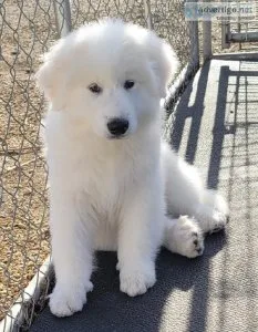 Great Pyrenees puppies
