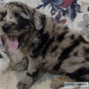 Gorgeous Male Aussiedoodle Puppies.Stormy