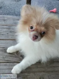Stunning Female Pomeranian Puppy