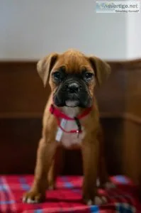 Coco Boxer