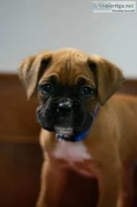 Rocky Boxer