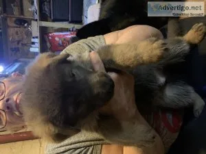 Beautiful German Shepherd puppies