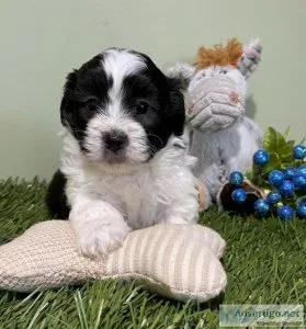 Cruiser Shihpoo