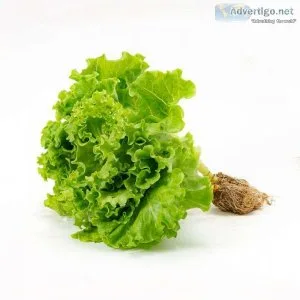 5 nutrient mixes for hydroponic lettuce