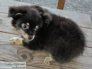 Adorable Pomchi Male Puppy