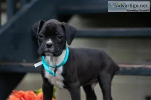 Ace boxer
