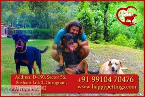 Best Pet Care And Pet Boarding In Delhi By Happy Pettings